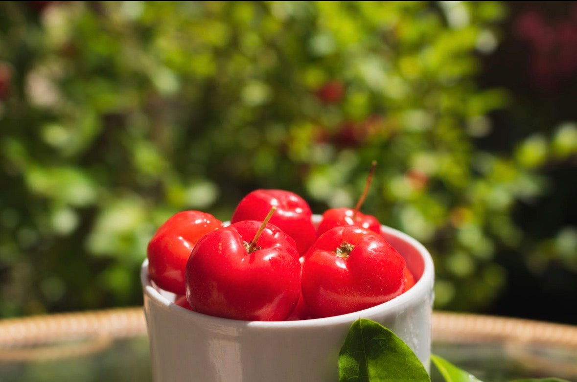 BLOOM — Acerola Cherry (Fruit)