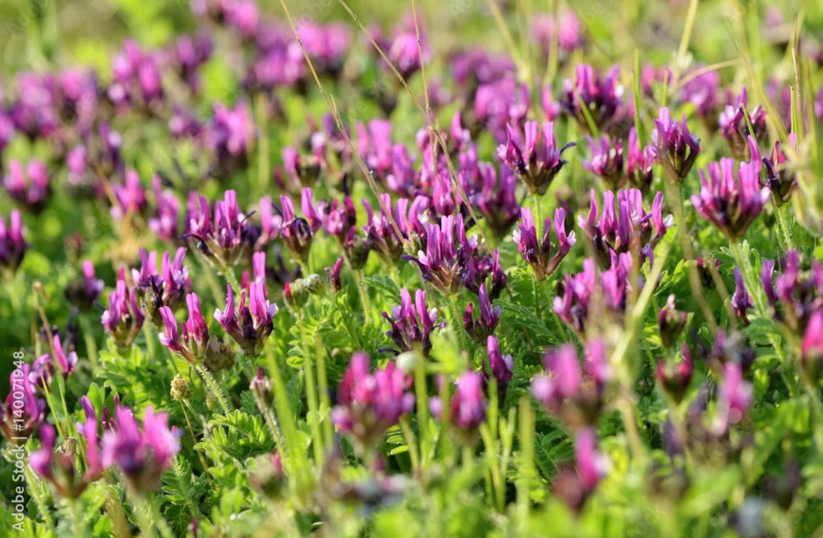 THRIVE — Astragalus (Herb)