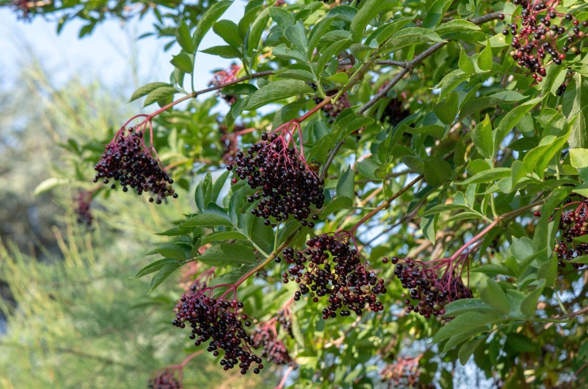 THRIVE — Elderberry (Fruit)