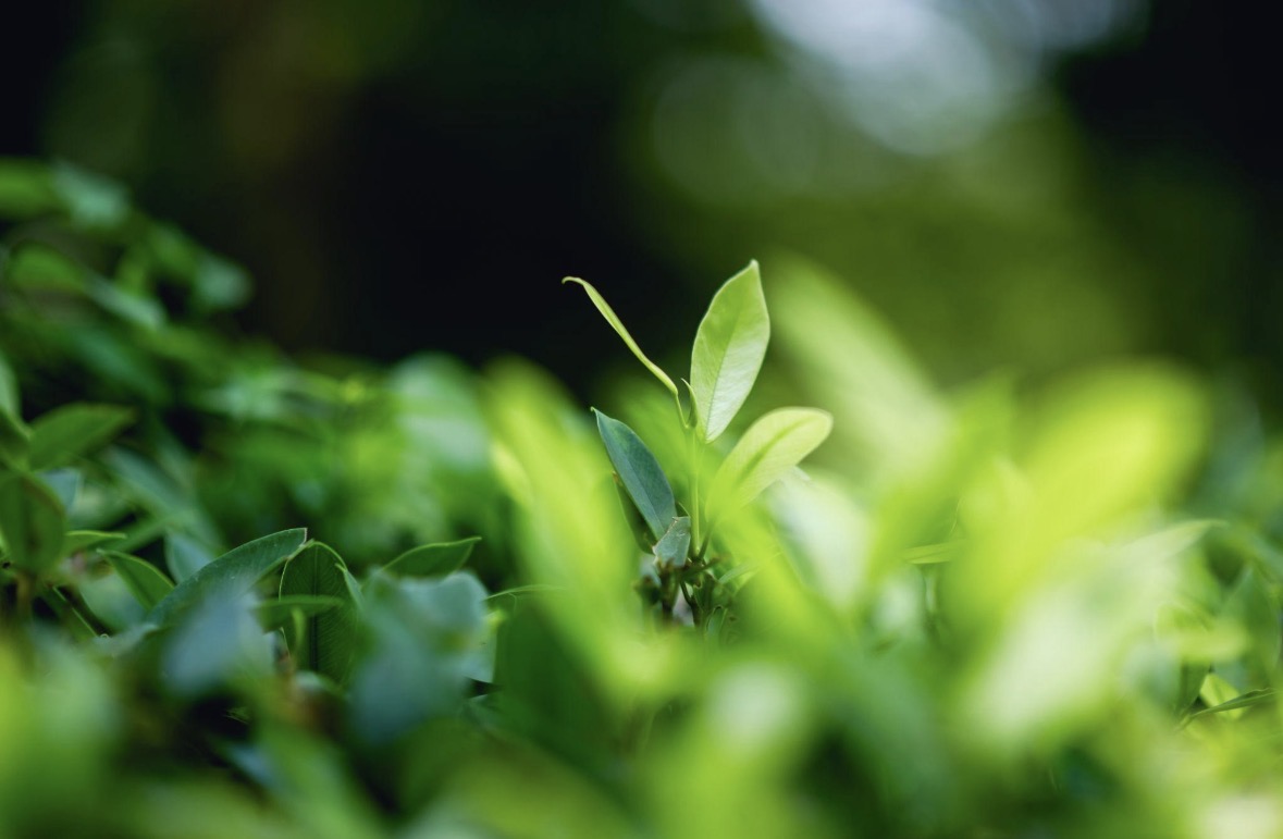 BLOOM — Green Tea (Herb)