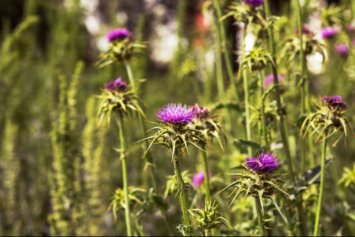 SHINE — Milk Thistle (Herb)