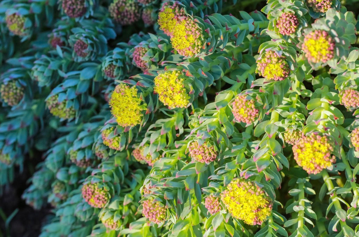 HARMONY — Rhodiola (Herb)